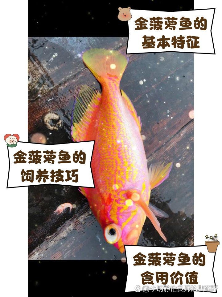 金波蘿魚：*《金菠蘿魚》*《金菠蘿魚》