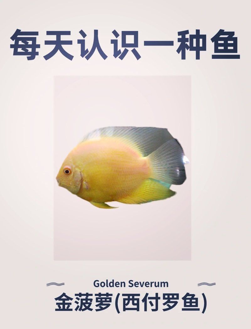 金波蘿魚：*《金菠蘿魚》*《金菠蘿魚》