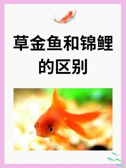 金魚和錦鯉的區(qū)別圖片：金魚與錦鯉的區(qū)別