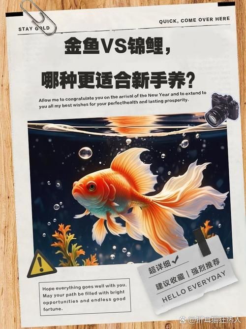 金魚和錦鯉的區(qū)別圖片：金魚與錦鯉的區(qū)別