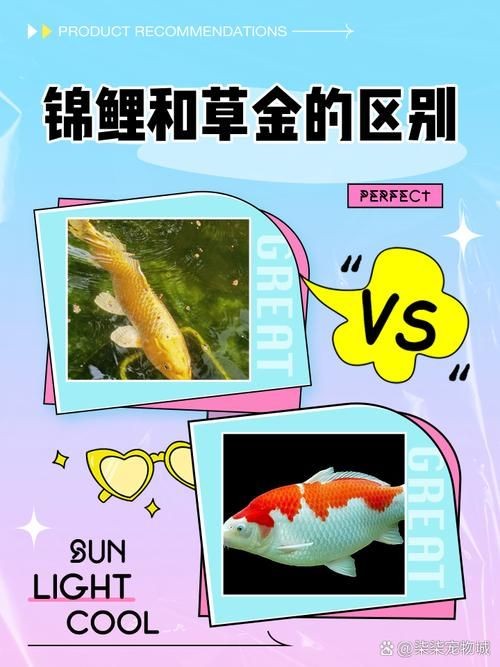 金魚和錦鯉的區(qū)別圖片：金魚與錦鯉的區(qū)別