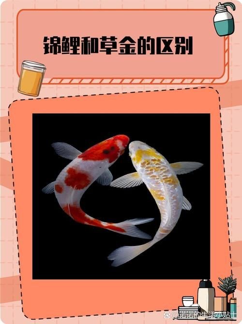 金魚和錦鯉的區(qū)別圖片：金魚與錦鯉的區(qū)別