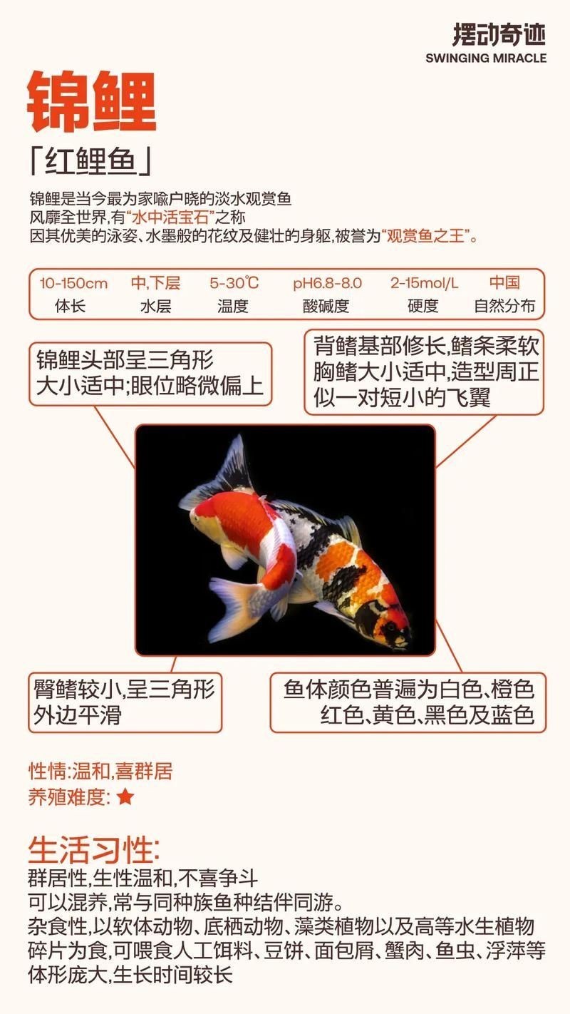 金魚和錦鯉的區(qū)別圖片：金魚與錦鯉的區(qū)別
