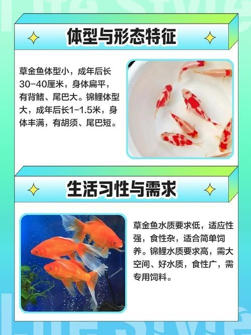 金魚和錦鯉的區(qū)別圖片：金魚與錦鯉的區(qū)別