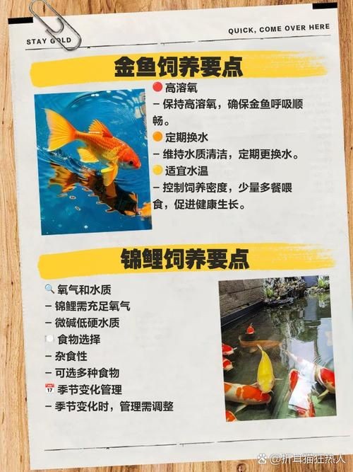 金魚和錦鯉的區(qū)別圖片：金魚與錦鯉的區(qū)別