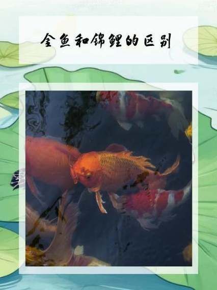 金魚和錦鯉的區(qū)別圖片：金魚與錦鯉的區(qū)別