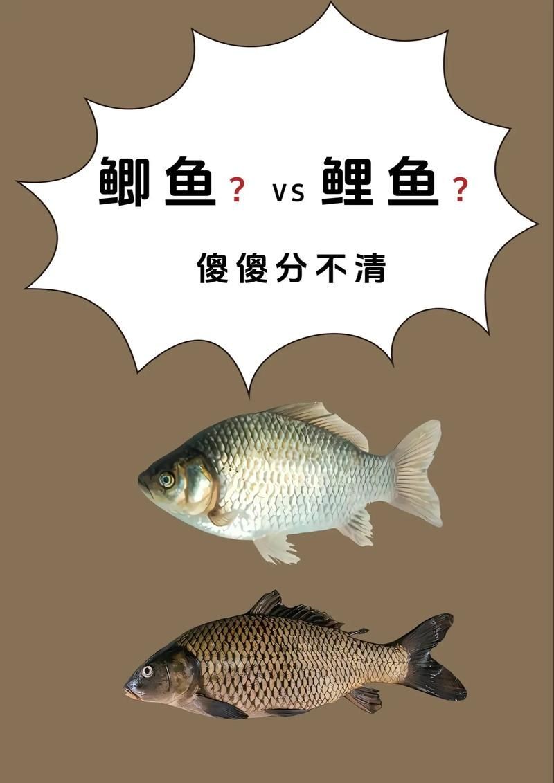 金魚和錦鯉的區(qū)別圖片：金魚與錦鯉的區(qū)別