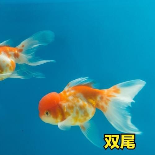 金魚和錦鯉的區(qū)別圖片：金魚與錦鯉的區(qū)別