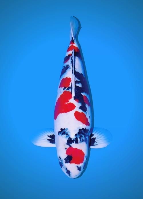 金魚和錦鯉的區(qū)別圖片：金魚與錦鯉的區(qū)別