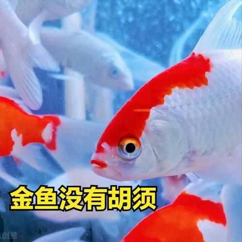 金魚和錦鯉的區(qū)別圖片：金魚與錦鯉的區(qū)別