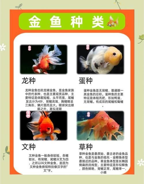 金魚和錦鯉的區(qū)別圖片：金魚與錦鯉的區(qū)別