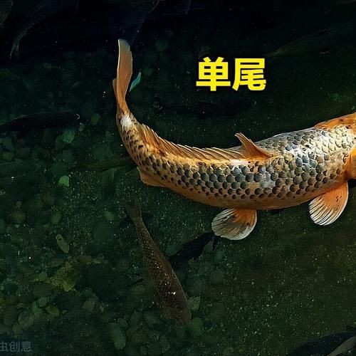 金魚和錦鯉的區(qū)別圖片：金魚與錦鯉的區(qū)別
