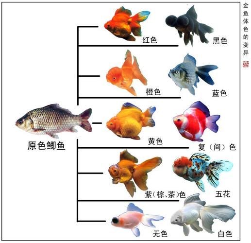 金魚和錦鯉的區(qū)別圖片：金魚與錦鯉的區(qū)別