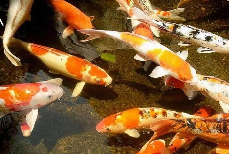 金魚和錦鯉的區(qū)別圖片：金魚與錦鯉的區(qū)別