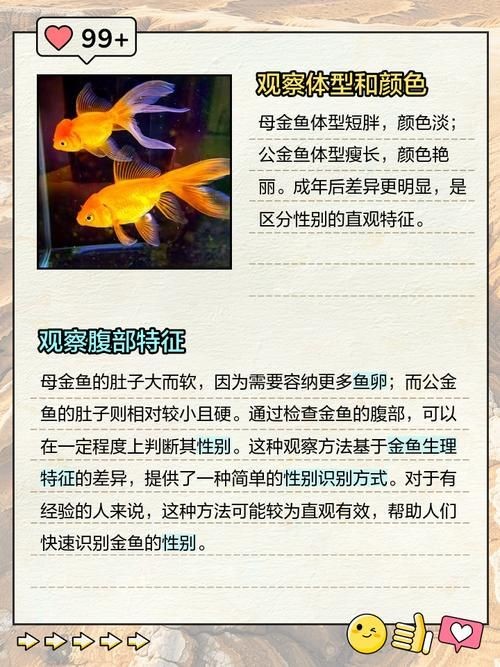 金魚和錦鯉的區(qū)別圖片：金魚與錦鯉的區(qū)別