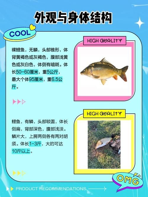 金魚和錦鯉的區(qū)別圖片：金魚與錦鯉的區(qū)別
