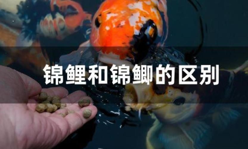 金魚和錦鯉的區(qū)別圖片：金魚與錦鯉的區(qū)別