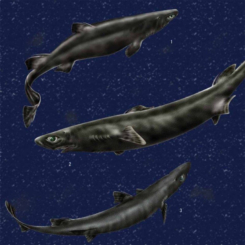 和魟魚(yú)很像的是什么：海洋生物與魟魚(yú)相似的區(qū)別與魟魚(yú)相似的區(qū)別及其區(qū)別