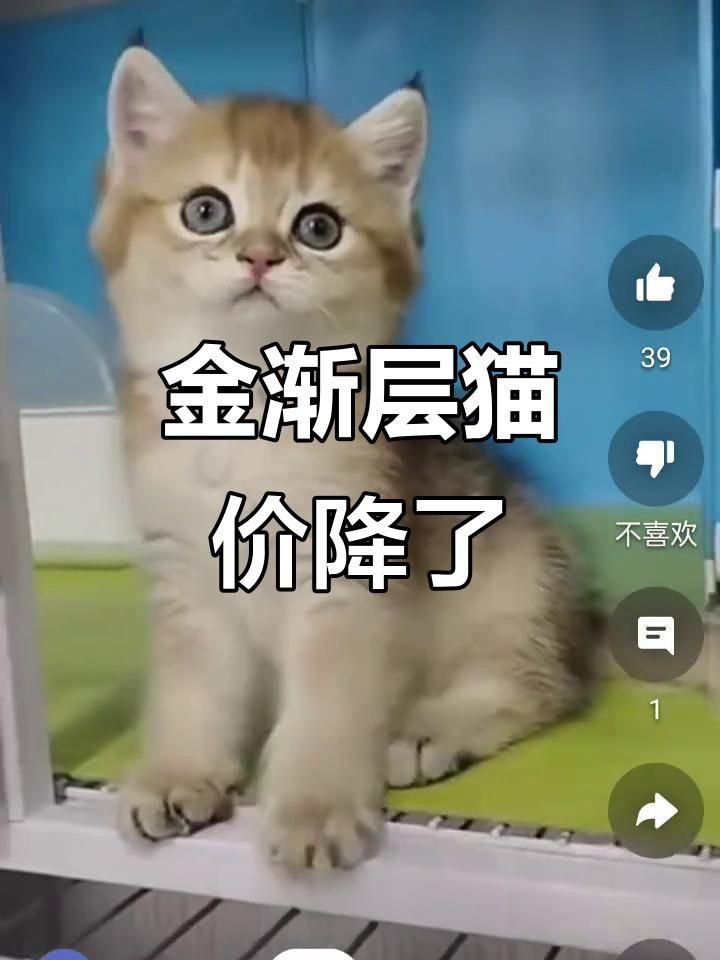 金漸層多少錢一只：金漸層貓咪價格大揭秘，今年降價幅度驚人！