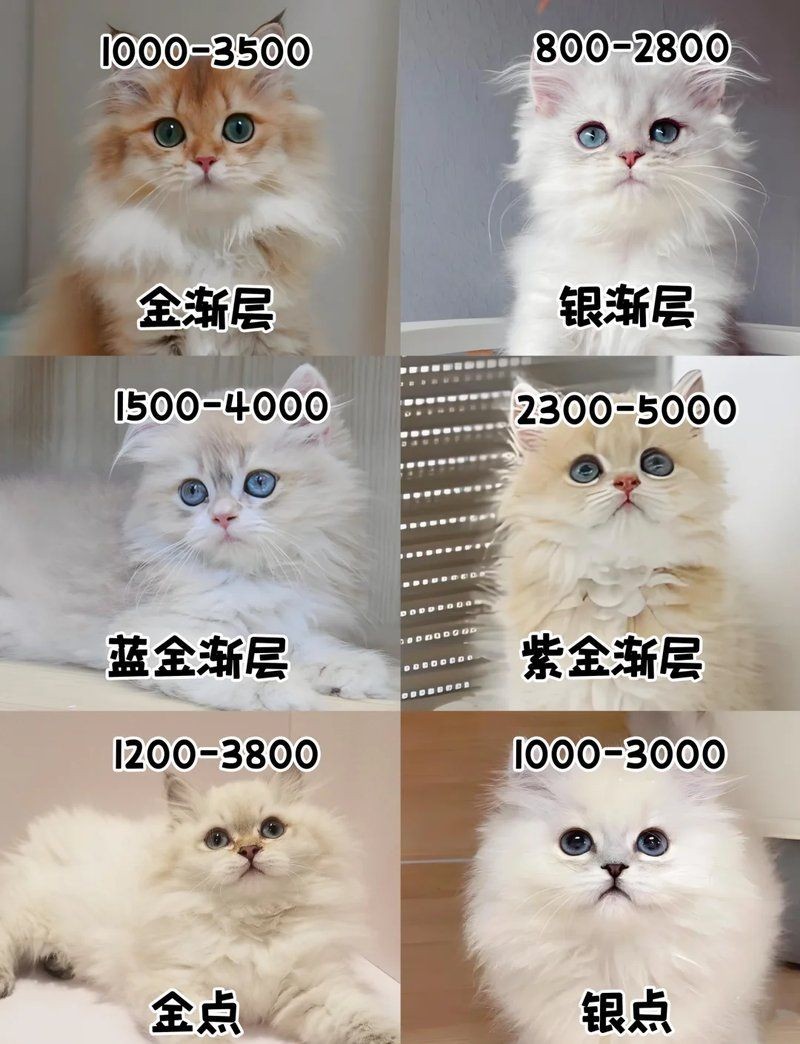 金點貓多少錢一只：金點貓價格一般多少錢一只