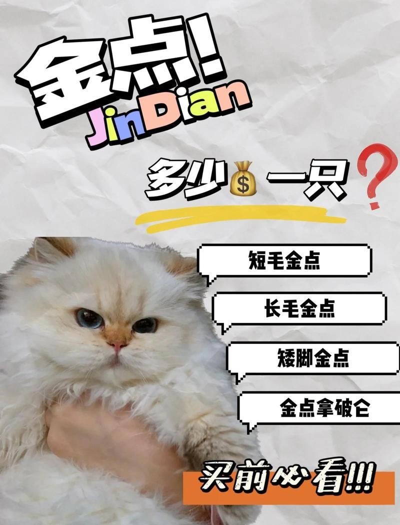 金點貓多少錢一只：金點貓價格一般多少錢一只