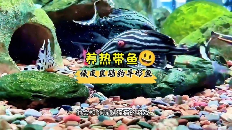 皇冠豹分公母最簡單方法：“皇冠豹分公母最簡單方法”展開，高效實用的性別鑒別指南