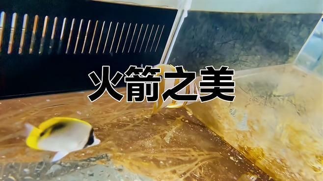 火箭魚和鱷雀鱔的區(qū)別：火箭魚與鱷雀鱔的區(qū)別