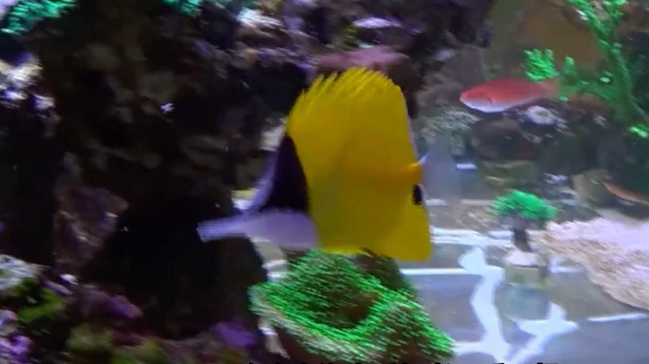 火箭魚和鱷雀鱔的區(qū)別：火箭魚與鱷雀鱔的區(qū)別