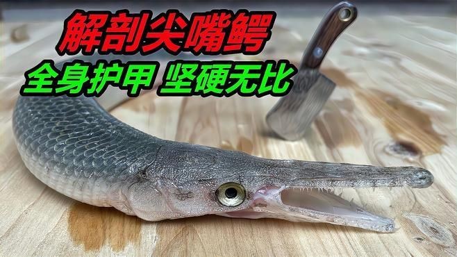 火箭魚和鱷雀鱔的區(qū)別：火箭魚與鱷雀鱔的區(qū)別