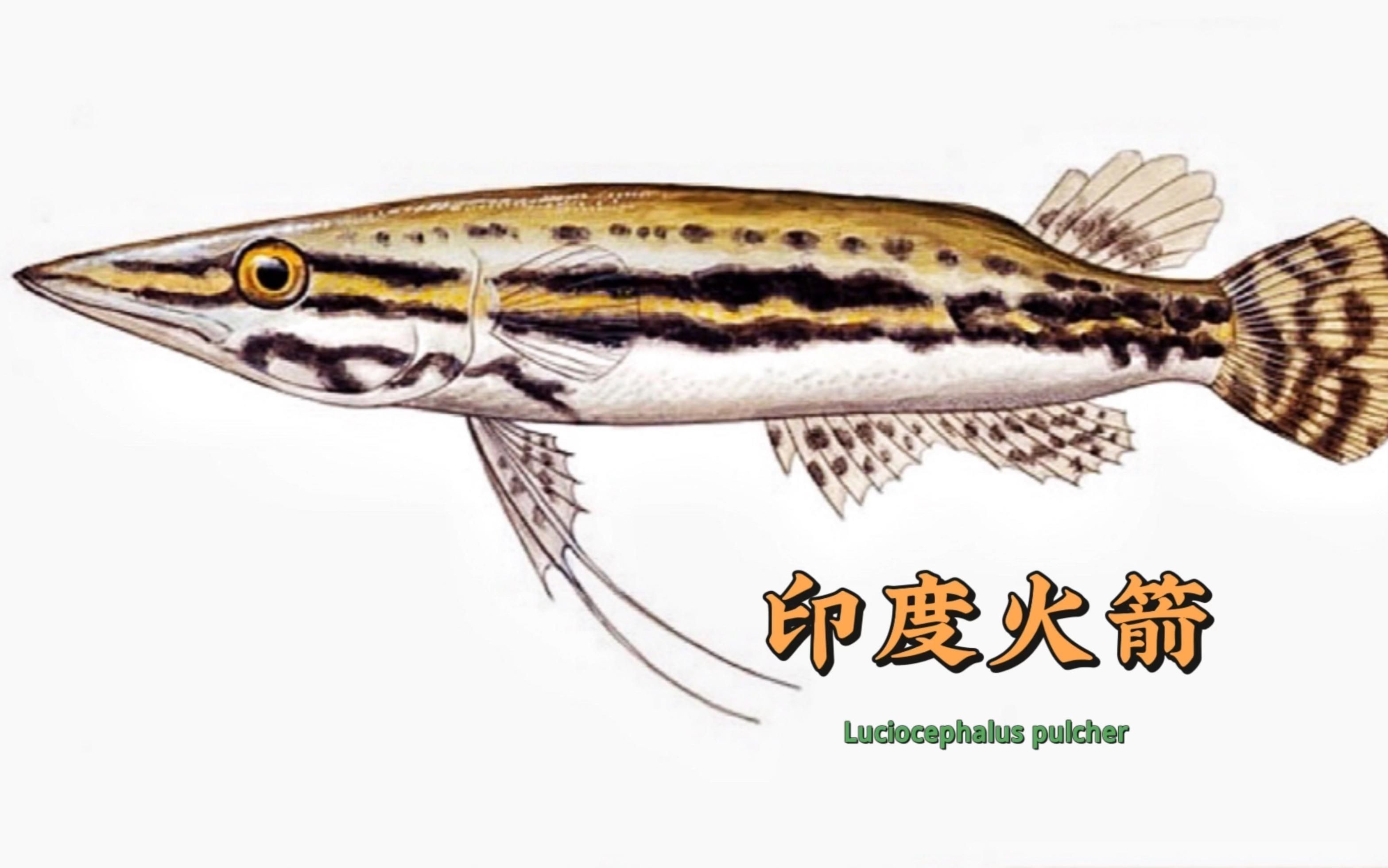 火箭魚和鱷雀鱔的區(qū)別：火箭魚與鱷雀鱔的區(qū)別