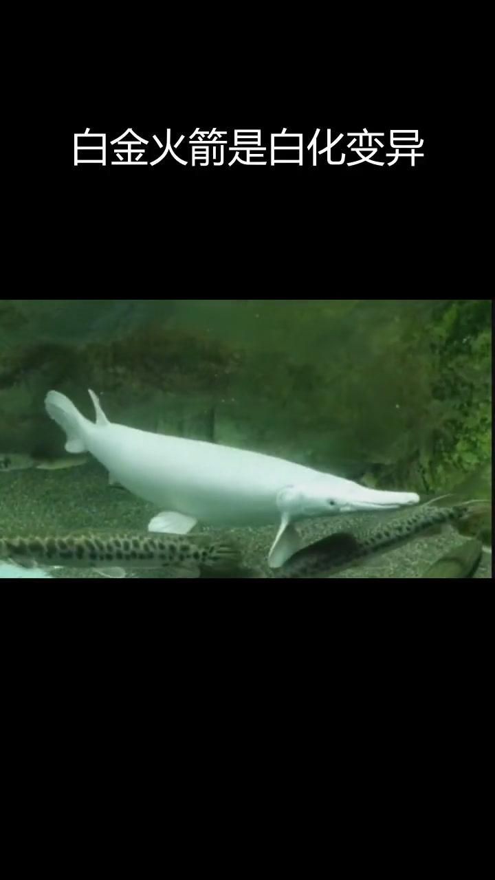 火箭魚和鱷雀鱔的區(qū)別：火箭魚與鱷雀鱔的區(qū)別