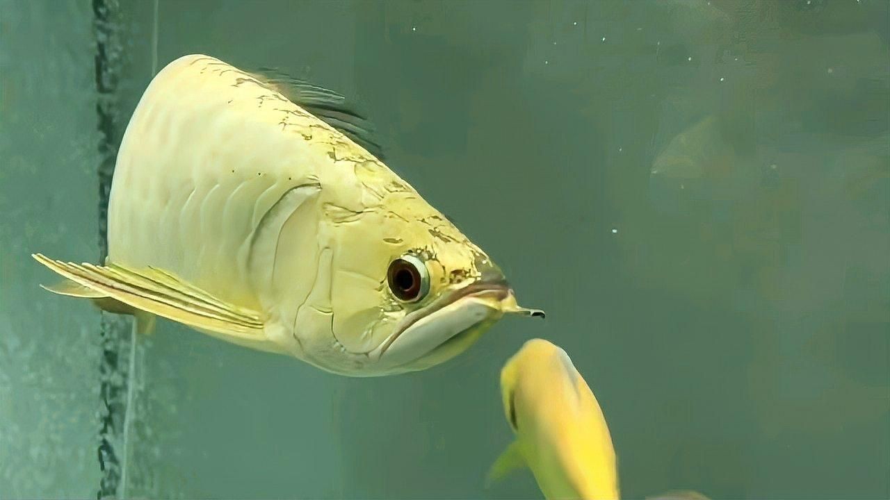 金頭過背金龍魚視頻大全：《金頭過背金龍魚視頻大全》