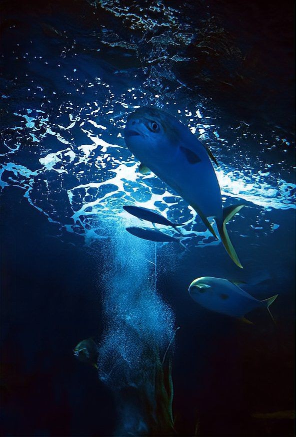 北海水族批發市場：北海水族批發市場是華南地區影響力的專業水族交易平臺 北海水族批發市場：北海水族批發市場是華南地區影響力的專業水族交易平臺 全國水族館企業名錄 第17張