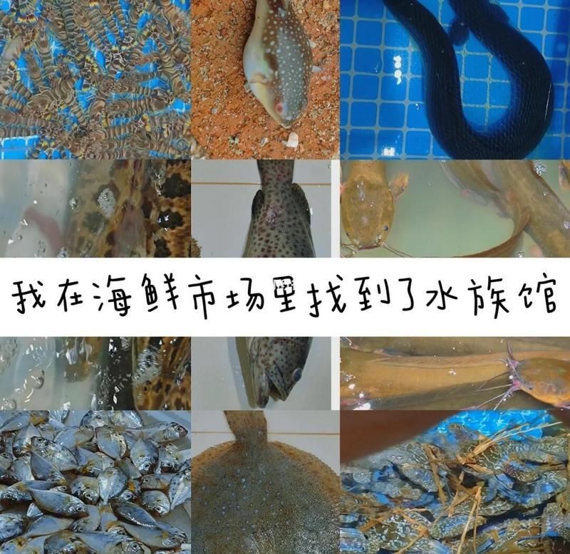 北海水族批發市場：北海水族批發市場是華南地區影響力的專業水族交易平臺 北海水族批發市場：北海水族批發市場是華南地區影響力的專業水族交易平臺 全國水族館企業名錄 第7張
