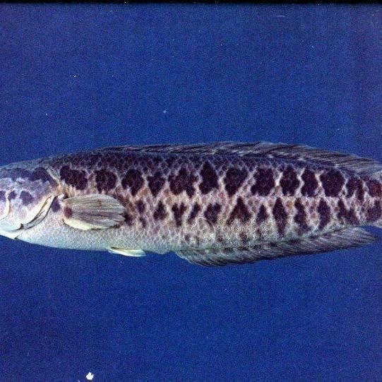 恢復傷口最快的魚：促進傷口愈合的魚類及其營養學指南及多篇三甲推薦