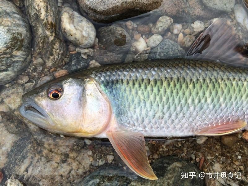 湖里的魚有哪些品種：探索多種淡水魚類,你才算是一個真正的釣魚人
