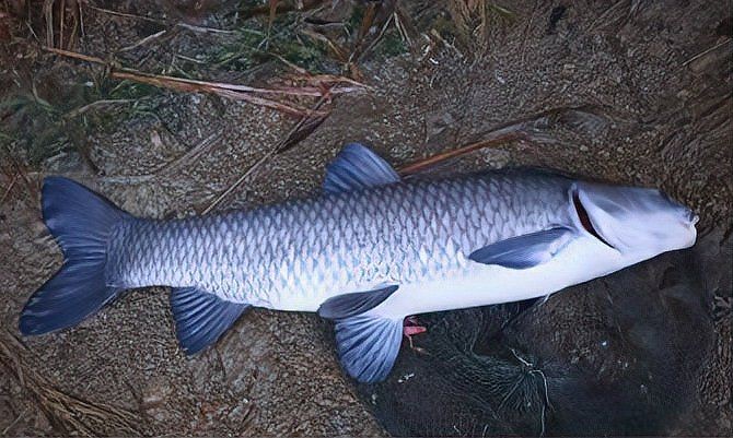 湖里的魚有哪些品種：探索多種淡水魚類,你才算是一個真正的釣魚人