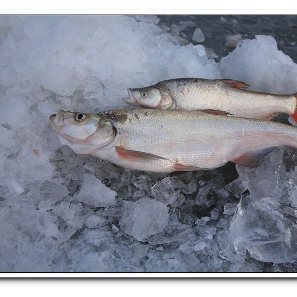 湖里的魚有哪些品種：探索多種淡水魚類,你才算是一個真正的釣魚人