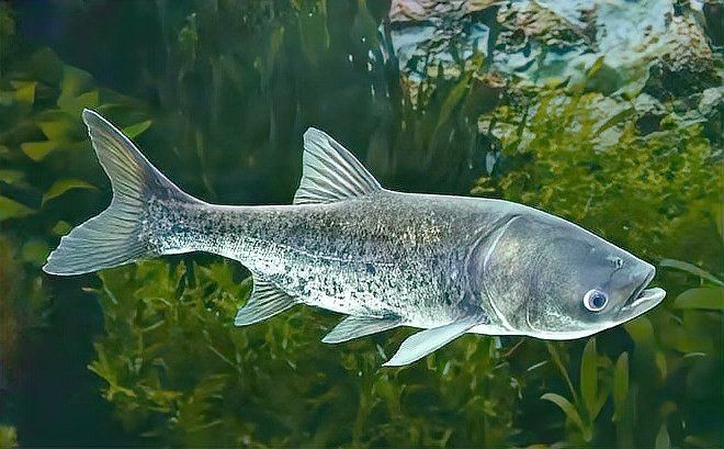 湖里的魚有哪些品種：探索多種淡水魚類,你才算是一個真正的釣魚人
