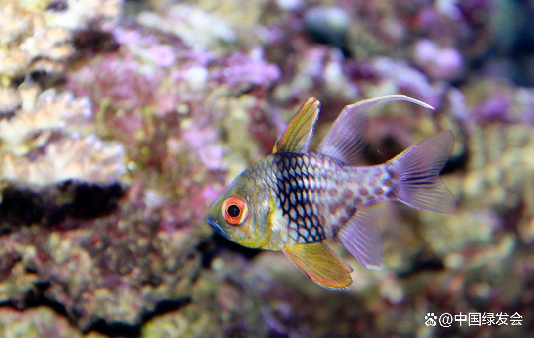湖南魚玫瑰魚：湖南“玫瑰魚”——湖南人的味道 湖南魚玫瑰魚：湖南“玫瑰魚”——湖南人的味道 龍魚論壇 第10張