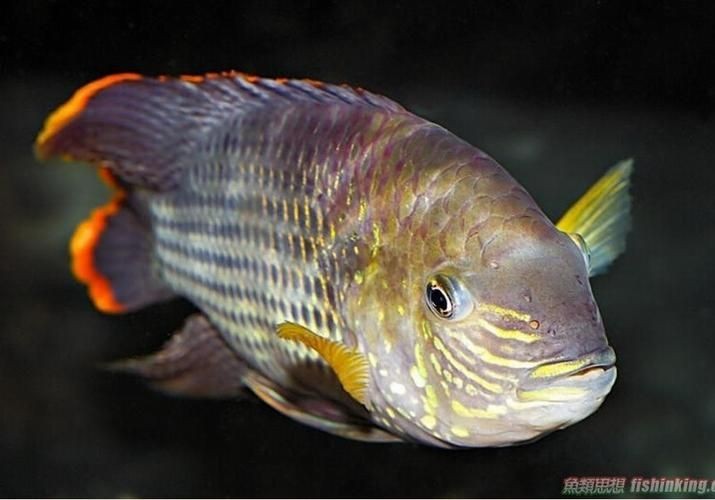 皇冠魚圖片：“皇冠魚圖片”聚焦于一種極具視覺沖擊力的熱帶觀賞魚類——皇冠魚 皇冠魚圖片：“皇冠魚圖片”聚焦于一種極具視覺沖擊力的熱帶觀賞魚類——皇冠魚 龍魚論壇 第17張