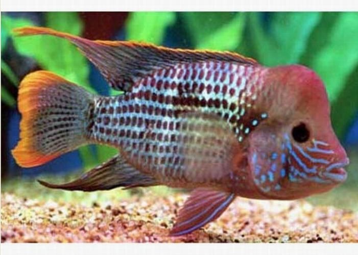 皇冠魚圖片：“皇冠魚圖片”聚焦于一種極具視覺沖擊力的熱帶觀賞魚類——皇冠魚 皇冠魚圖片：“皇冠魚圖片”聚焦于一種極具視覺沖擊力的熱帶觀賞魚類——皇冠魚 龍魚論壇 第12張