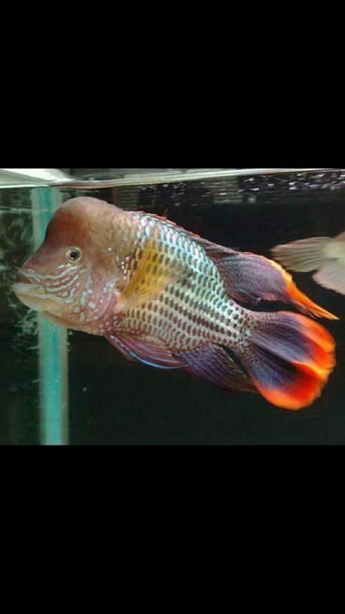 皇冠魚圖片：“皇冠魚圖片”聚焦于一種極具視覺沖擊力的熱帶觀賞魚類——皇冠魚 皇冠魚圖片：“皇冠魚圖片”聚焦于一種極具視覺沖擊力的熱帶觀賞魚類——皇冠魚 龍魚論壇 第2張