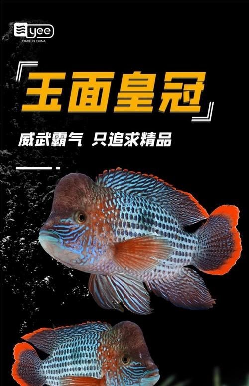 皇冠魚圖片：“皇冠魚圖片”聚焦于一種極具視覺沖擊力的熱帶觀賞魚類——皇冠魚 皇冠魚圖片：“皇冠魚圖片”聚焦于一種極具視覺沖擊力的熱帶觀賞魚類——皇冠魚 龍魚論壇 第18張