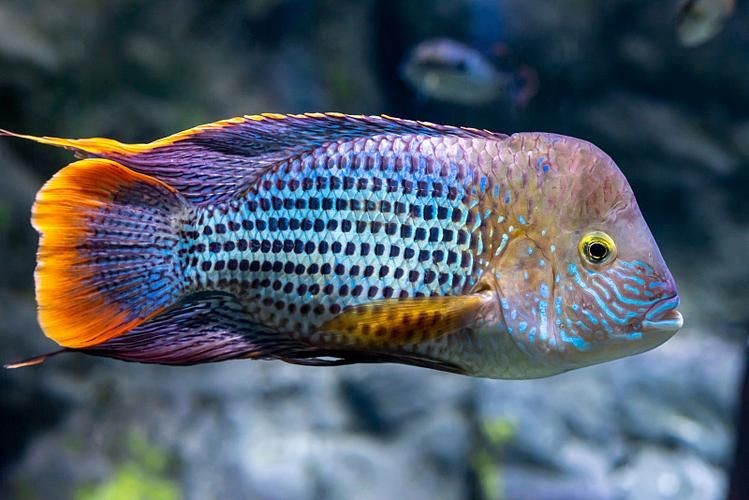皇冠魚圖片：“皇冠魚圖片”聚焦于一種極具視覺沖擊力的熱帶觀賞魚類——皇冠魚 皇冠魚圖片：“皇冠魚圖片”聚焦于一種極具視覺沖擊力的熱帶觀賞魚類——皇冠魚 龍魚論壇 第14張
