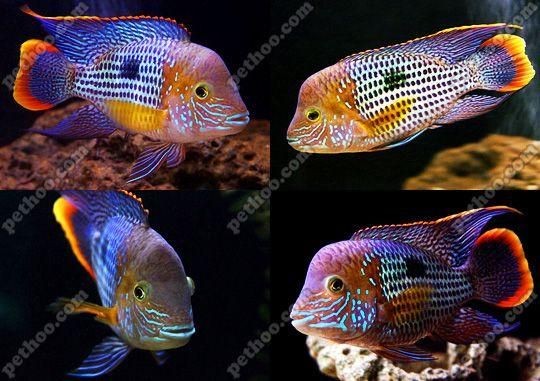 皇冠魚圖片：“皇冠魚圖片”聚焦于一種極具視覺沖擊力的熱帶觀賞魚類——皇冠魚 皇冠魚圖片：“皇冠魚圖片”聚焦于一種極具視覺沖擊力的熱帶觀賞魚類——皇冠魚 龍魚論壇 第4張