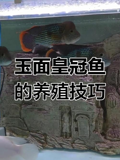 皇冠魚圖片：“皇冠魚圖片”聚焦于一種極具視覺沖擊力的熱帶觀賞魚類——皇冠魚 皇冠魚圖片：“皇冠魚圖片”聚焦于一種極具視覺沖擊力的熱帶觀賞魚類——皇冠魚 龍魚論壇 第5張