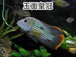 皇冠魚圖片：“皇冠魚圖片”聚焦于一種極具視覺沖擊力的熱帶觀賞魚類——皇冠魚 皇冠魚圖片：“皇冠魚圖片”聚焦于一種極具視覺沖擊力的熱帶觀賞魚類——皇冠魚 龍魚論壇 第15張