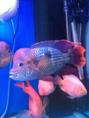 皇冠魚圖片：“皇冠魚圖片”聚焦于一種極具視覺沖擊力的熱帶觀賞魚類——皇冠魚 皇冠魚圖片：“皇冠魚圖片”聚焦于一種極具視覺沖擊力的熱帶觀賞魚類——皇冠魚 龍魚論壇 第22張