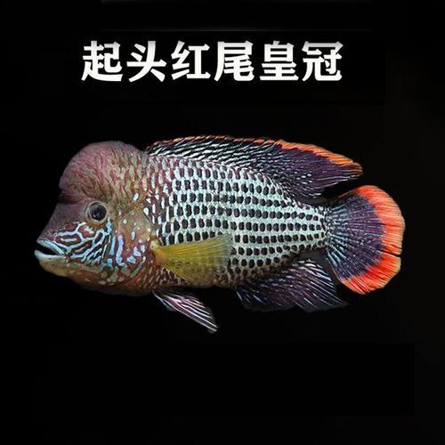 皇冠魚圖片：“皇冠魚圖片”聚焦于一種極具視覺沖擊力的熱帶觀賞魚類——皇冠魚 皇冠魚圖片：“皇冠魚圖片”聚焦于一種極具視覺沖擊力的熱帶觀賞魚類——皇冠魚 龍魚論壇 第19張